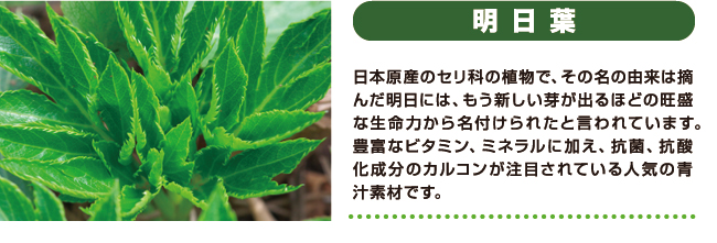 ［明日葉］日本原産のセリ科の植物で、その名の由来は摘んだ明日には、もう新しい芽が出るほどの旺盛な生命力から名付けられたと言われています。豊富なビタミン、ミネラルに加え、抗菌、抗酸化成分のカルコンが注目されている人気の青汁素材です。